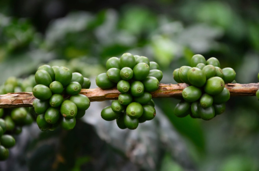 CE_green_coffee_bean