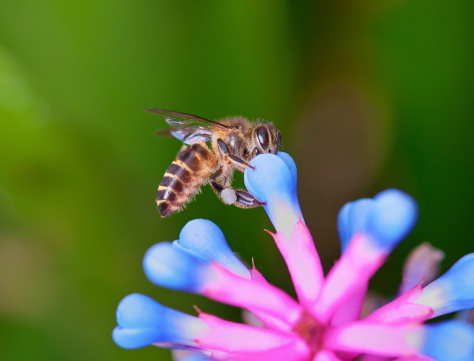 Bee pollen has numerous health benefits.