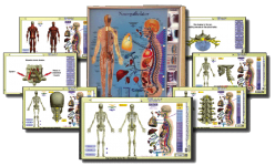 Neuropatholator Wall Chart and Computer Software