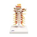 Cervical Spinal Column