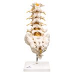 Lumbar Spinal Column