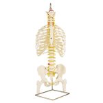 Classic Flexible Spine model with Ribs and Femur Heads