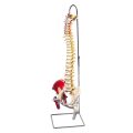 Deluxe Flexible Spine with Femur Heads and Painted Muscle