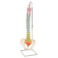 Didactic Flexible Spine Model