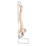 Highly Flexible Spine Model