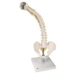 Flexible Spine with Soft Intervertebral Discs