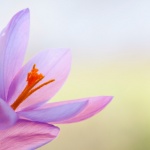 Explore the health benefits of saffron extract