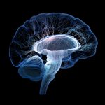 Damage from traumatic brain injury can be reversed, two new published studies report