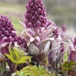 Butterbur: for migraines, allergies, and more