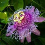 Natural supplements for anxiety: Passionflower
