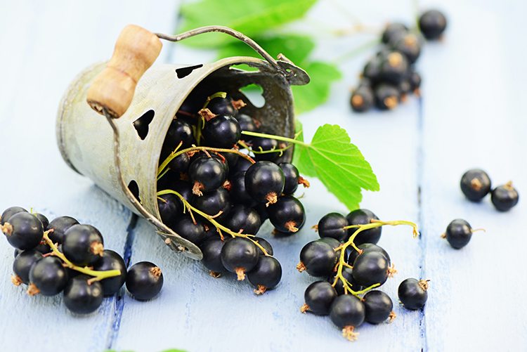 Looking for immune support? Try black currant seed oil
