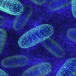 The top 3 nutrients that boost mitochondrial function