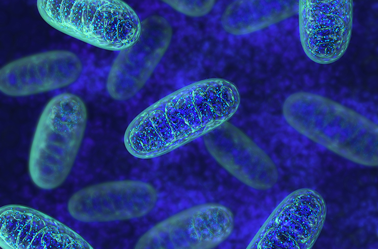Mitochondria are the “powerhouse” of the cell, and mitochondrian health is when carbohydrates and fats are being oxidized to produce energy...