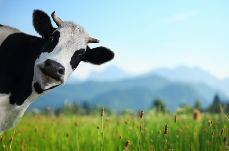 Understand the link between grass-fed meat and healthy cell signaling