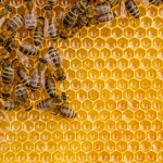 What’s the latest buzz on propolis?