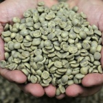 The surprising benefits of green coffee bean extract