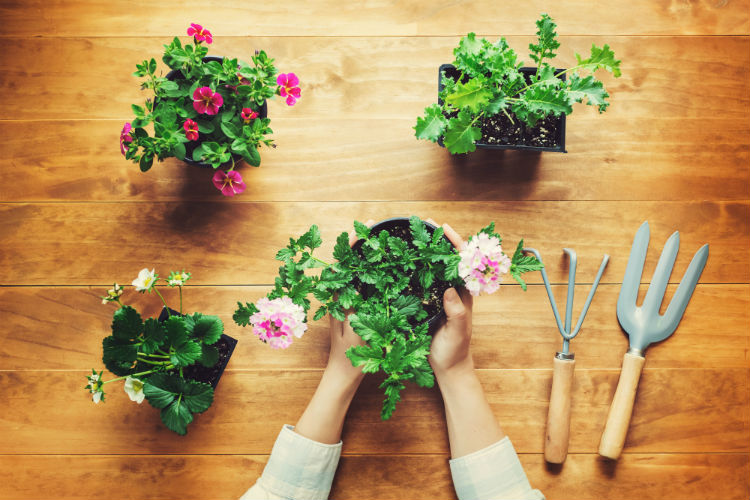 So which plants will be the most beneficial for you to have in your office? A research project by NASA to determine ways to reduce pollutants within the sealed environments of spacecraft compiled a list of the 10 best house plants at reducing various pollutants that are often found within indoor environments.