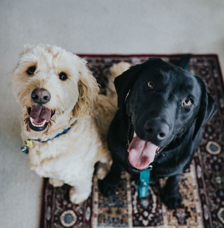Many pet owners are seeking natural ways to ease their animal’s discomfort. CBD for canines is an all natural way to provide relief for your furry friend.
