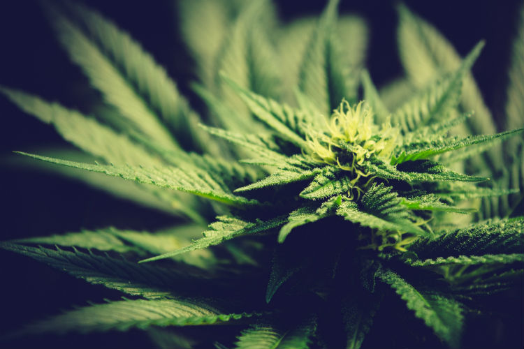 Understanding CBD muscle relaxant first requires some knowledge of the body’s endocannabinoid system.