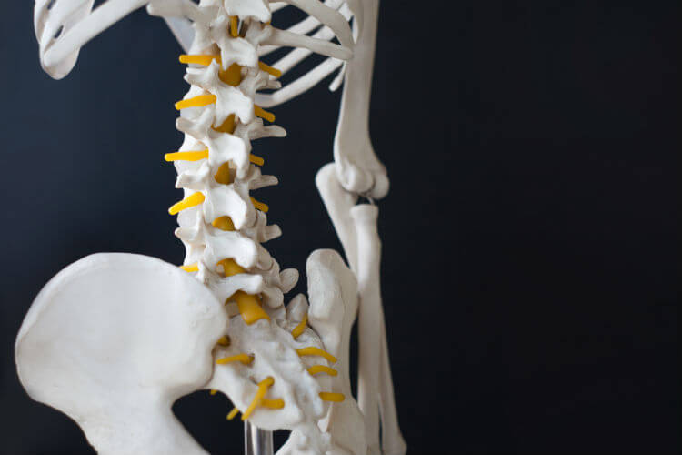 A skeleton trying to understand the science of chiropractic