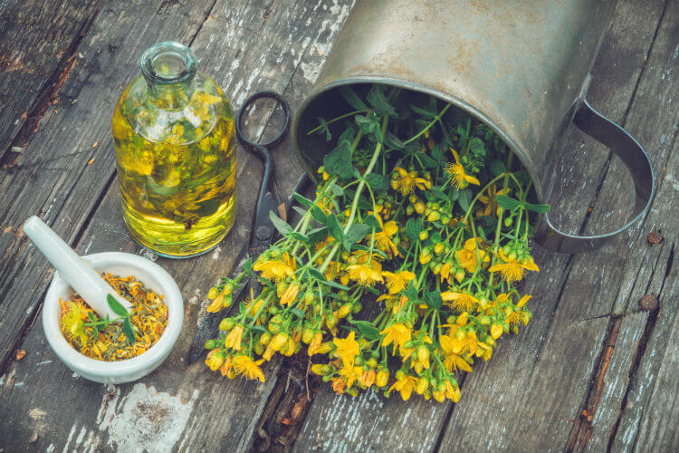 A gather of herbs showing the benefits of St. John's wort