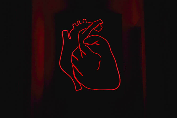 A heart showing the relationship between chiropractic and heart disease