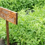 Holy basil: Benefits for the mind and body