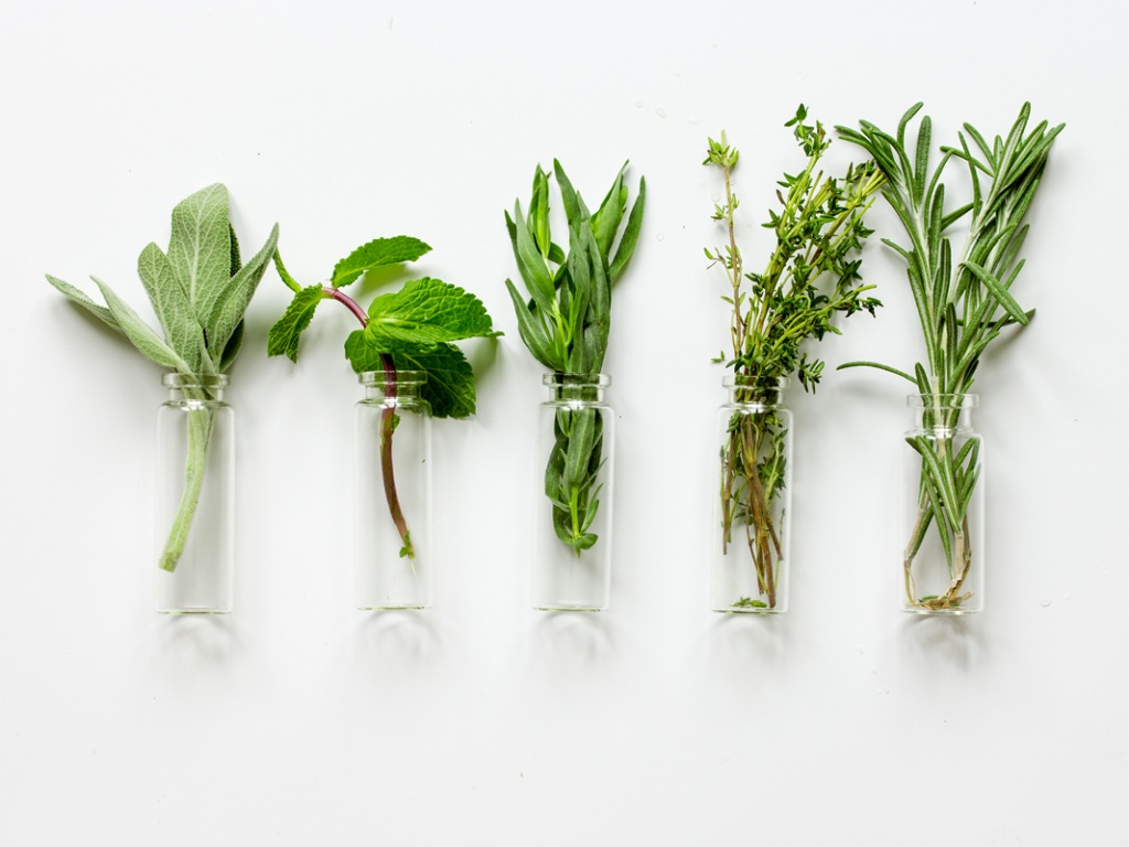 For doctors of chiropractic, herbs and medicinal herbal remedies are specialties that, as an adjunct treatment to manipulation in daily clinical practice...