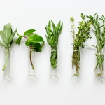 Expanding chiropractic offerings with herbs and herbal solutions