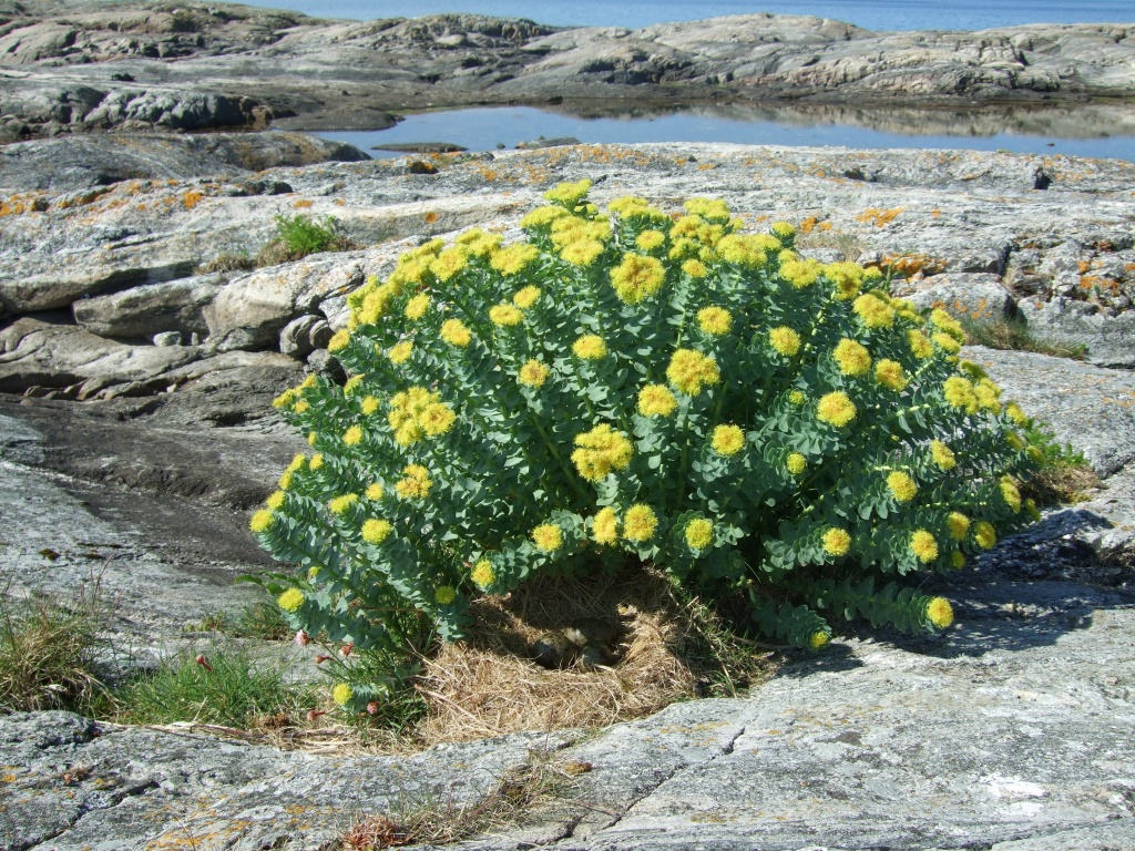 Rhodiola, sometimes referred to as golden root or arctic root, grows wild in cold mountainous areas of Europe and Asia and benefits include addressing mood.