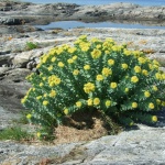 The powerful health benefits of rhodiola