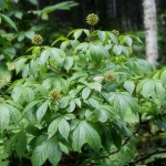 Eleuthero, or Siberian ginseng, and it’s number of health benefits