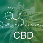 Full-spectrum CBD: Why a tiny bit of THC can have a big impact on patients