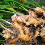 Can the ginger plant help treat patient autoimmune disorders?