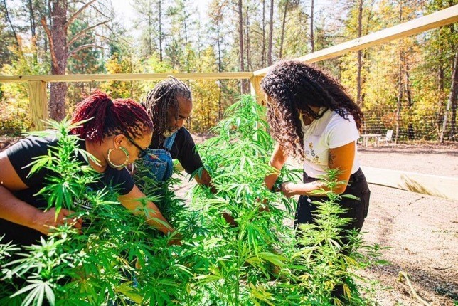 Charlotte’s Web, Inc., is launching “Seeding Our Future, Together,” an mentorship program for Black hemp farmers and leaders. 