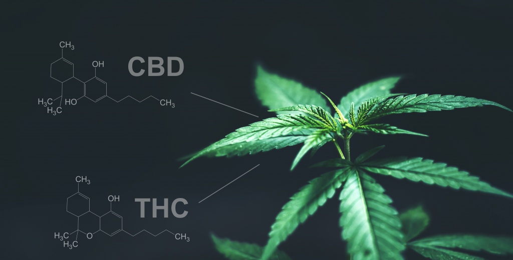 Some users credit this cannabis extract with actually saving their lives, creating CBD solutions for issues that could not be solved by MDs...