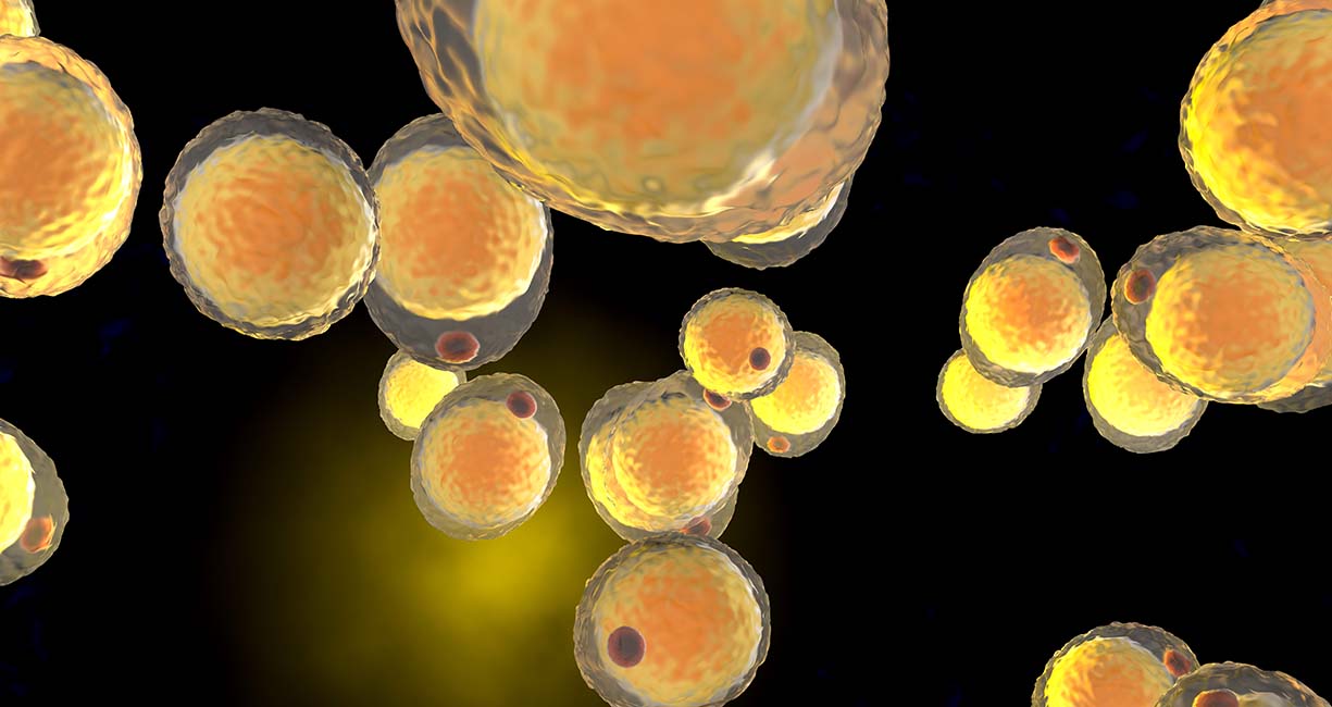 cluster of adipocytes