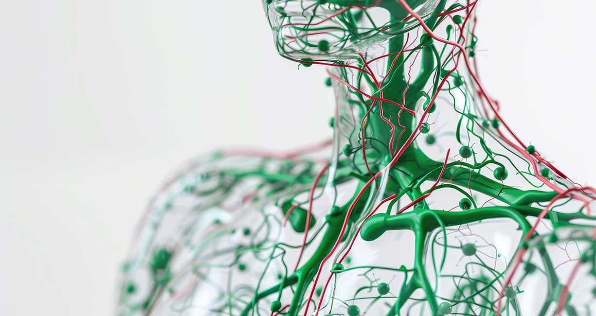 lymphatic system