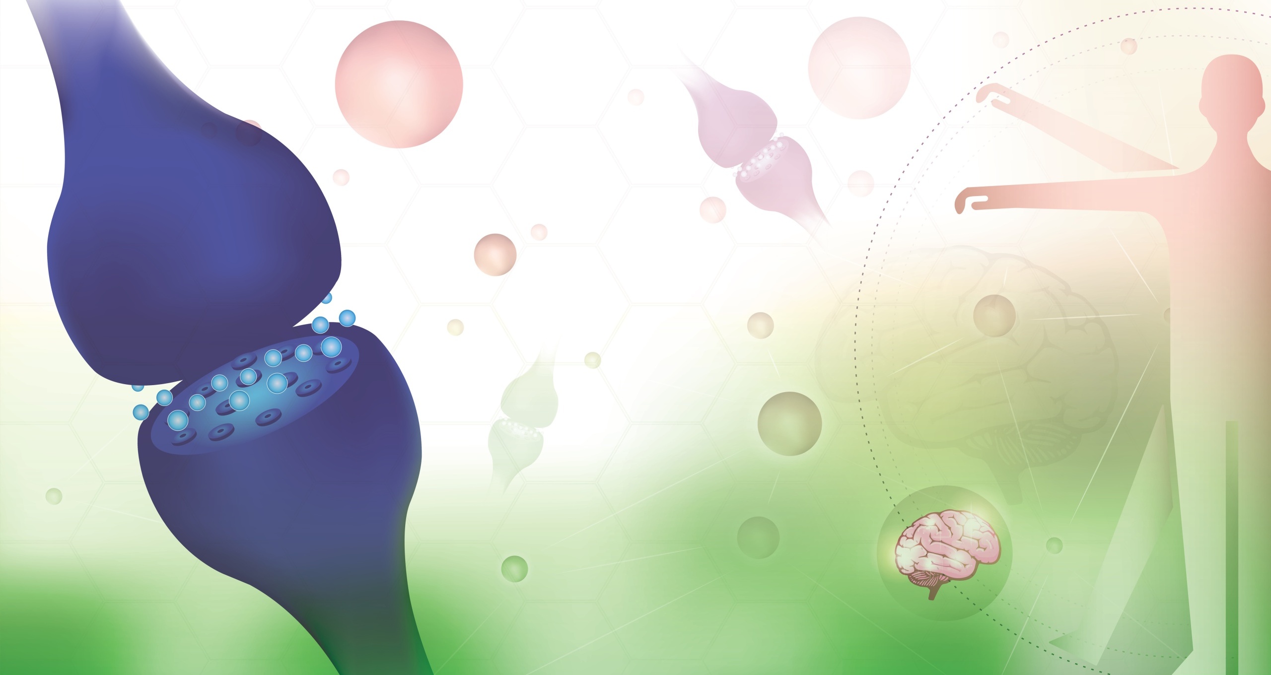 endocannabinoid system