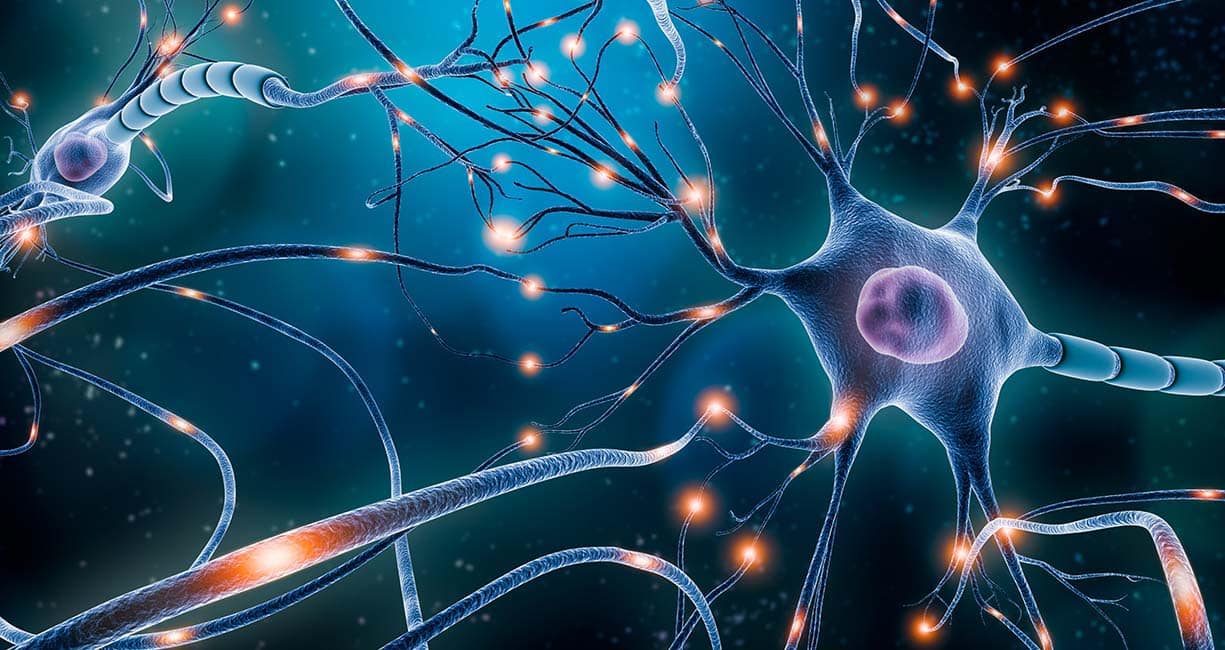 neurons