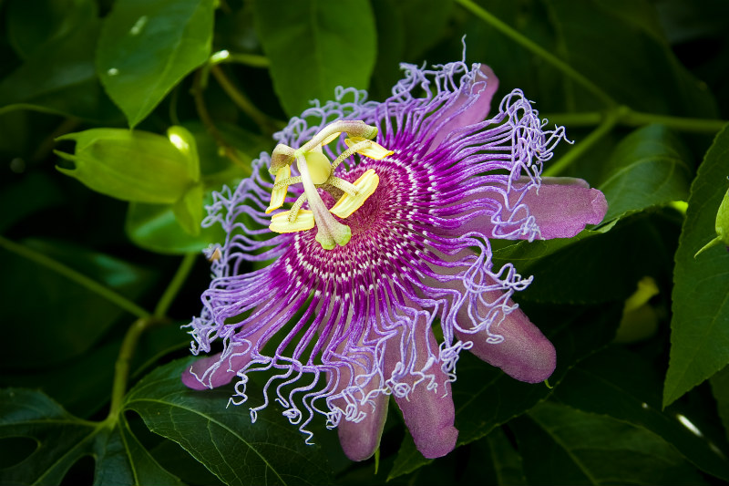 passionflower