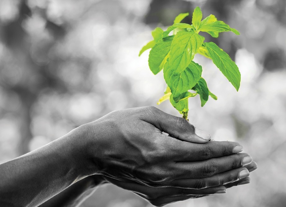 black and white hands cupping small green plant